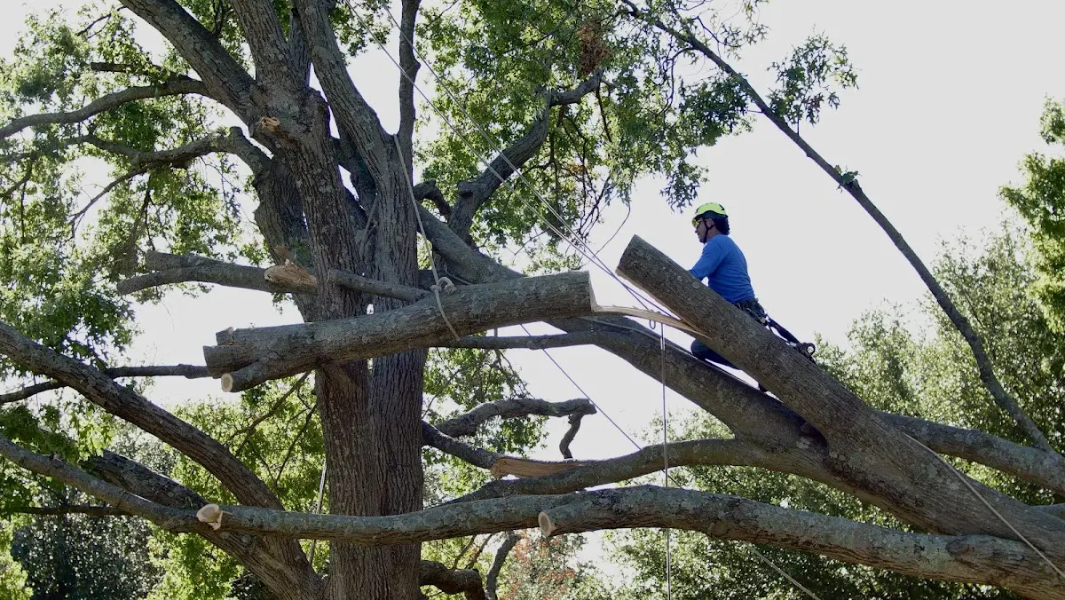 Professional Hazardous Tree Removal performed by certified arborists in Ikes Fork